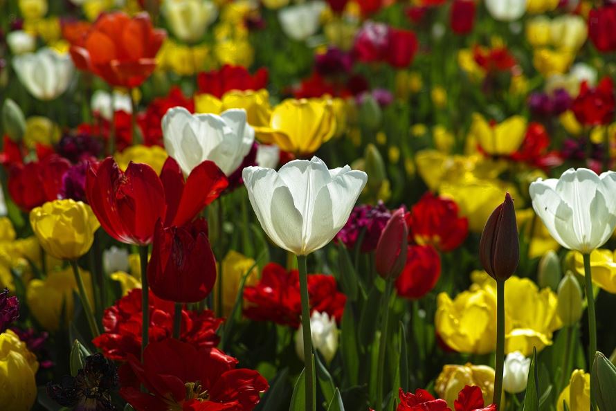 tulipes colorées